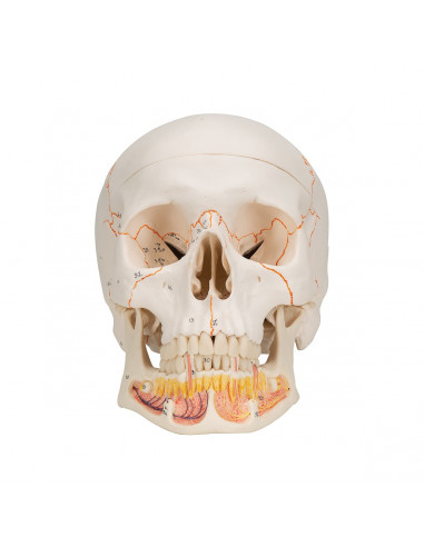 3B Scientific, modello anatomico di...