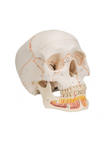 3B Scientific, modello anatomico di...