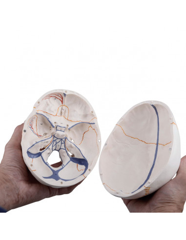 3B Scientific, modello anatomico di...