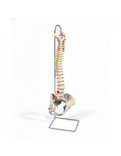 3B Scientific, Colonna...