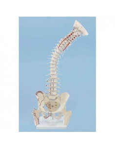 Colonna vertebrale di alta...