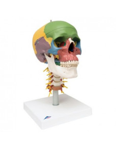 3B Scientific, Cranio,...