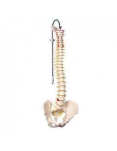 Colonna Vertebrale...