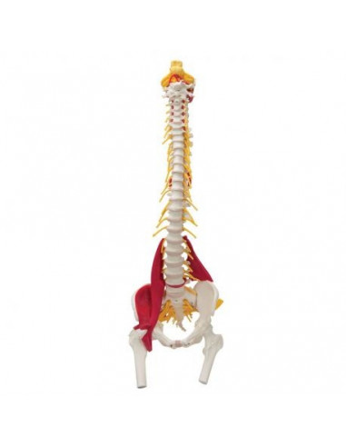 Colonna vertebrale 3B Scientific con Muscoli e tronchi dei femori W99120