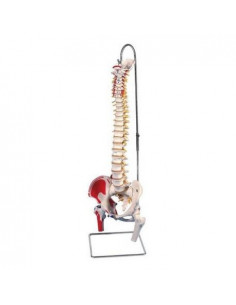 Colonna Vertebrale...