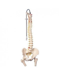 Colonna Vertebrale...