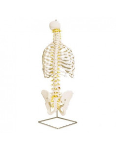 Colonna vertebrale...