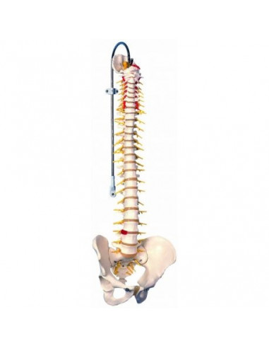 3B Scientific, Colonna vertebrale flessibile, modello di lusso A58/5