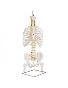 Colonna vertebrale...