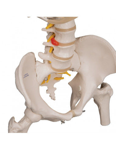 Colonna vertebrale flessibile...