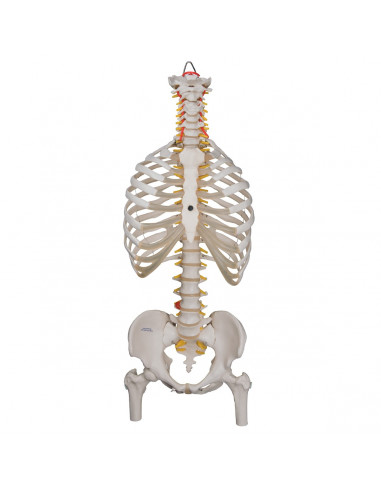 Colonna vertebrale flessibile...