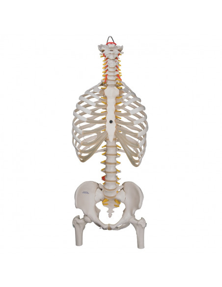 Colonna vertebrale flessibile classica 3B Scientific, cassa toracica e tronchi del femore A56/2