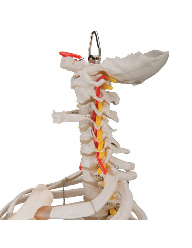 Colonna vertebrale flessibile...