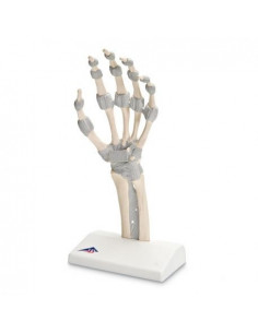 Modello di scheletro della...