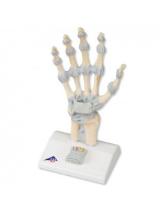 Modello di scheletro della...