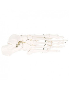 3B Scientific, modello...