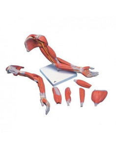 3B Scientific, Braccio con...