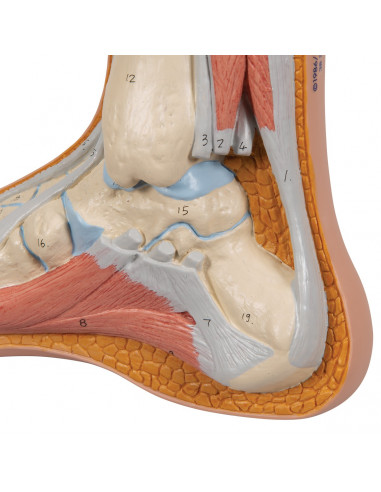 3B scientific, modello anatomico di...