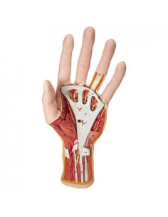 Modello anatomico della...