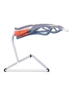 Modello anatomico della...