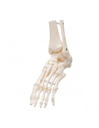 3B Scientific, modello anatomico di...