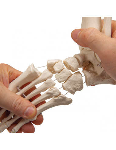 3B Scientific, modello anatomico di...