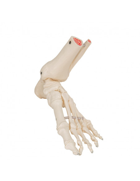 3B Scientific, modello anatomico di scheletro del piede destro a montaggio elastico A31/1
