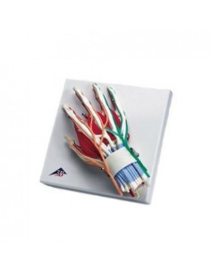 Mano con articolazione del...