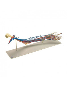 Modello anatomico,...