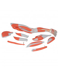 3B Scientific, Gamba con... 2