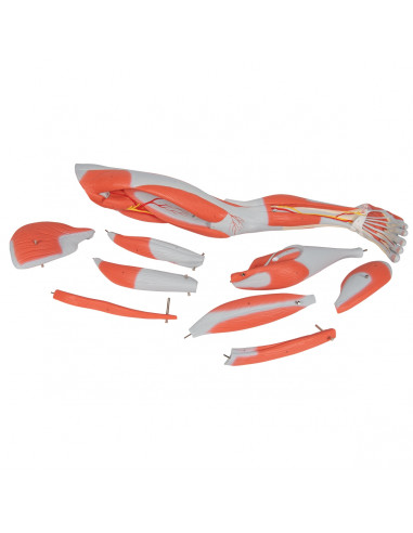 3B Scientific, Gamba con muscoli, in...