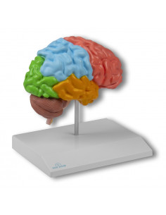 Visualizza ingrandito Erler...