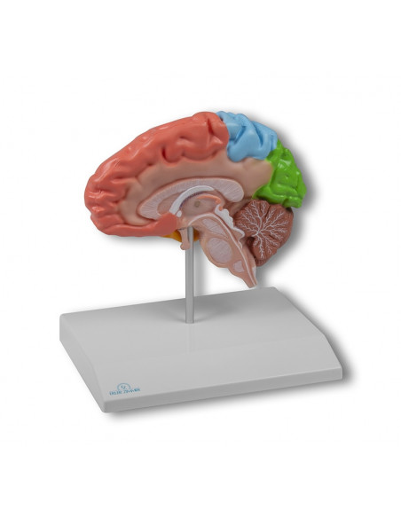 Visualizza ingrandito Erler Zimmer, modello anatomico della metÃ  destra del cervello a colori, a grandezza naturale C921