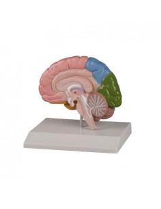 Visualizza ingrandito Erler...