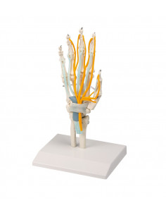 Scheletro della mano con... 2