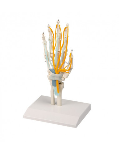 Scheletro della mano con tendini,...