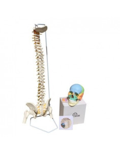 Offerta Cranio colorato...