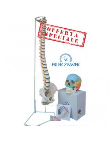 Offerta Cranio colorato scomponibile in 22 parti + Colonna Vertebrale Erler Zimmer 4708+A250