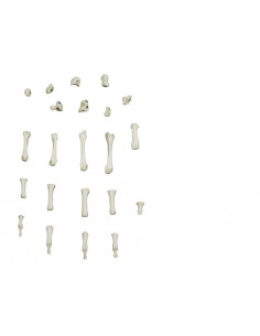 Scheletro della mano a... 2