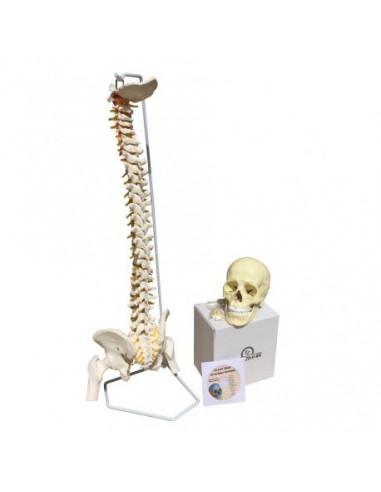 Offerta Cranio bianco scomponibile in 22 parti + Colonna Vertebrale Erler Zimmer 4701+A251