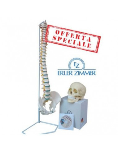 Offerta Cranio bianco scomponibile in 22 parti + Colonna Vertebrale Erler Zimmer 4701+A250