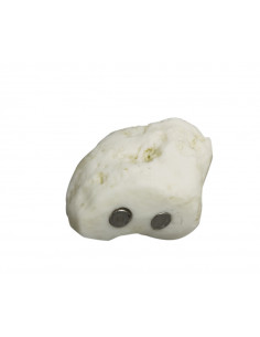 Scheletro del piede a...