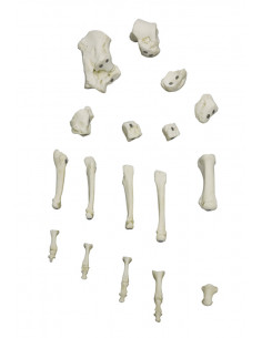 Scheletro del piede a... 2