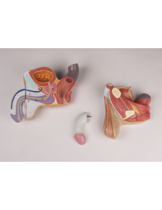 Organi genitali maschili in...