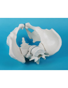 Scheletro del bacino...