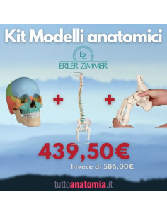 Kit Cranio colorato 22...