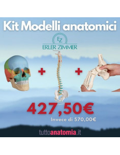 Kit Cranio colorato 22...