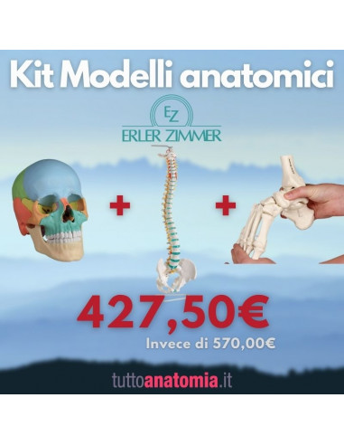 Kit Cranio colorato 22 parti + Colonna vertebrale + Piede a montaggio elastico