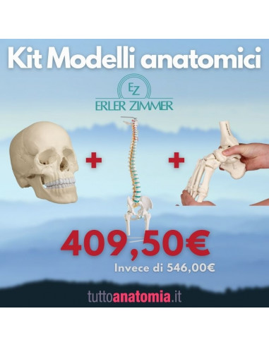 Kit Cranio bianco 22 parti + Colonna vertebrale con tronchi dei femori + Piede a montaggio elastico