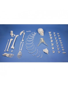 Erler Zimmer, modello...